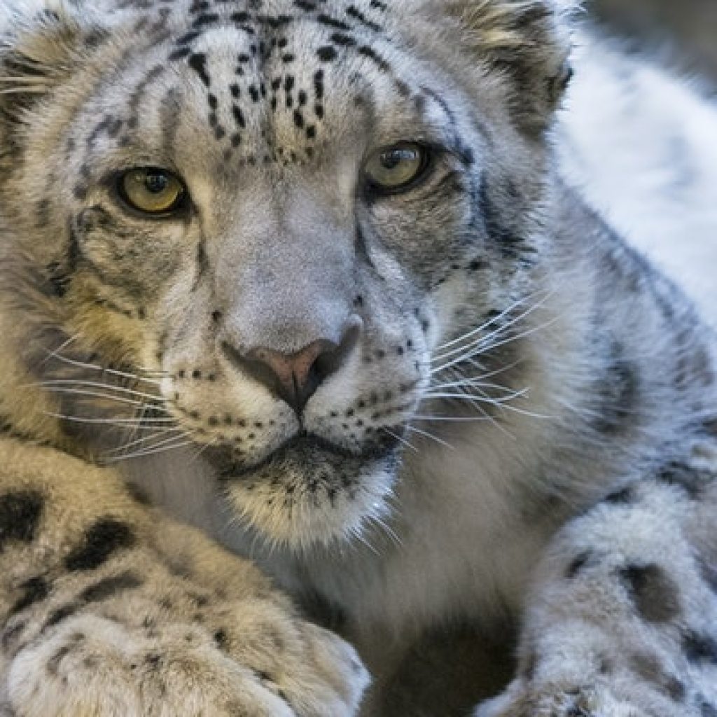 snow leopard